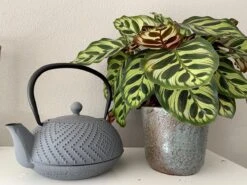 Bredemeijer Theepot Fujian 1.2L Met Filter Warm Grijs 15 Bredemeijer Theepot Fujian 1.2L Met Filter Warm Grijs -Servies Serie Winkel 1200x899 11